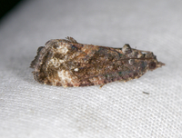 Gymnandrosoma punctidiscanum