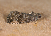 Gymnandrosoma punctidiscanum