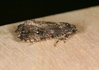 Gymnandrosoma punctidiscanum