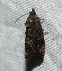 Gymnandrosoma punctidiscanum