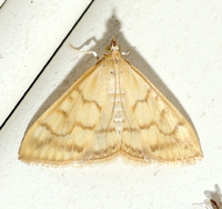 Hahncappsia mancalis