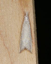 Haimbachia squamulellus