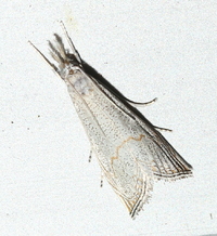 Haimbachia squamulellus