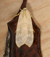 Halysidota tessellaris