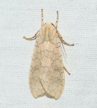 Halysidota unidentified species