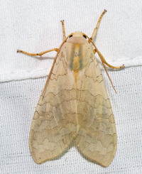 Halysidota unidentified species