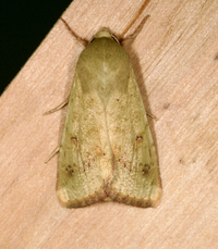 Helicoverpa zea
