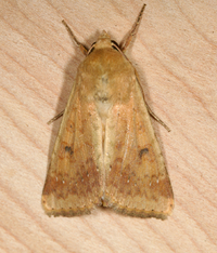 Helicoverpa zea