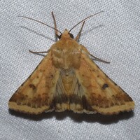 Helicoverpa zea