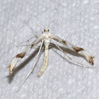 Hellinsia citrites