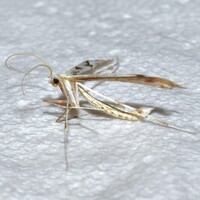 Hellinsia citrites