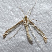 Hellinsia citrites