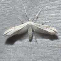 Hellinsia unidentified species