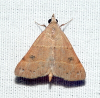 Hemeroplanis habitalis