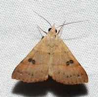 Hemeroplanis habitalis