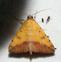 Hemeroplanis scopulepes