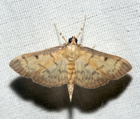 Herpetogramma fluctuosalis