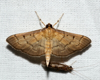 Herpetogramma theseusalis