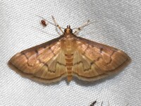 Herpetogramma theseusalis
