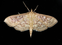 Herpetogramma thestealis