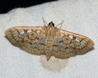 Herpetogramma thestealis