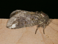 Heterocampa obliqua
