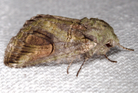 Heterocampa obliqua