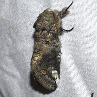 Heterocampa obliqua