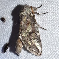 Heterocampa varia