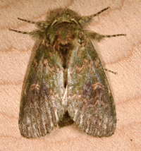 Cecrita biundata