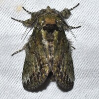 Heterocampa umbrata