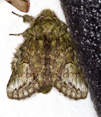 Heterocampa umbrata