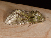 Heterocampa umbrata