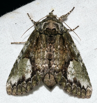 Heterocampa umbrata