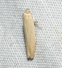 Holcocera immaculella