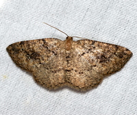 Homochlodes fritillaria