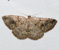 Homochlodes fritillaria