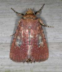 Homorthodes lindseyi