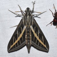 Hyles lineata