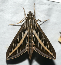 Hyles lineata