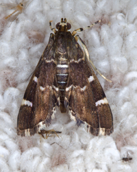 Hymenia perspectalis