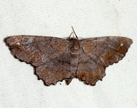 Hypagyrtis esther