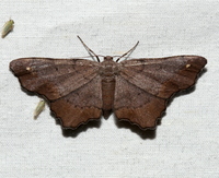 Hypagyrtis esther