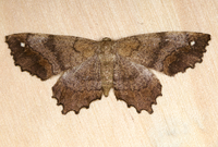 Hypagyrtis unipunctata
