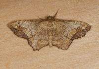 Hypagyrtis unipunctata