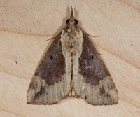Hypena baltimoralis