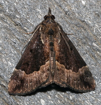 Hypena baltimoralis