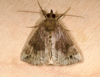 Hypena manalis