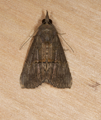 Hypena scabra