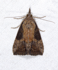 Hypena scabra